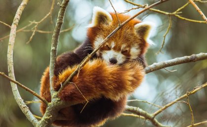 Red panda sleeping on tree branch